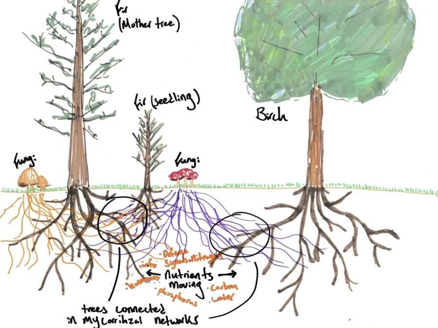 The Hidden Communication Between Trees