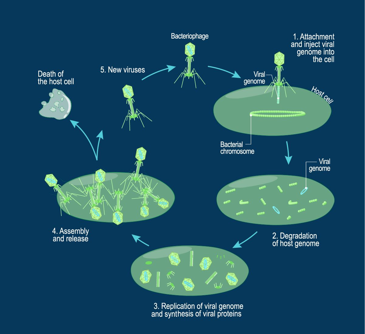 The Battle Against Bacteria – The Monarch