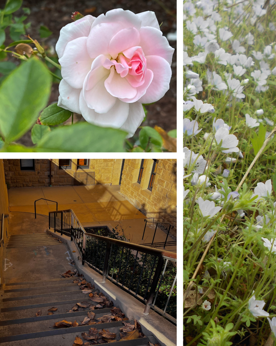 Gallery: Blossoming Identities