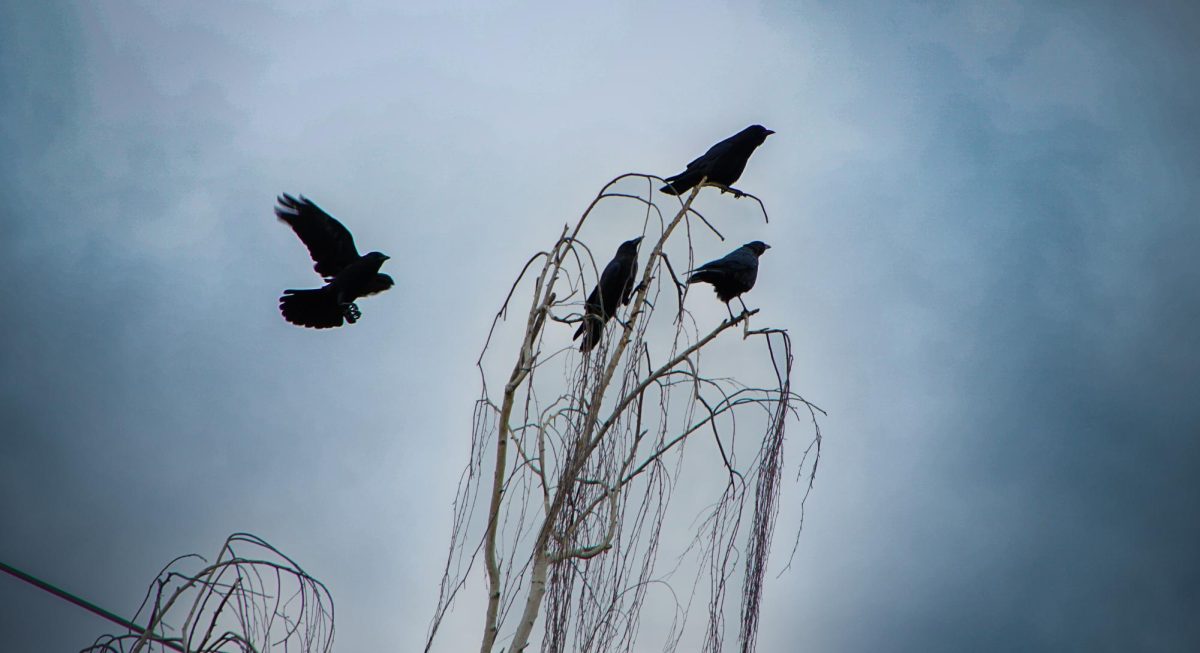 A scene of idle crows which I captured on a cloudy morning.