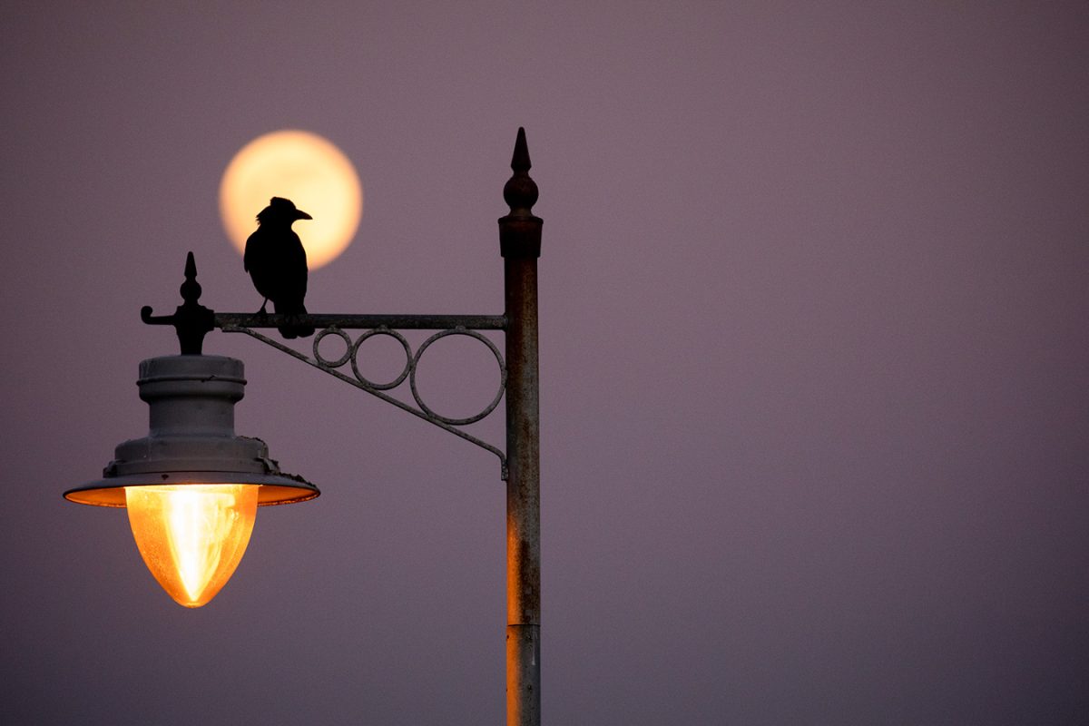 "How to Harness Artificial Light for Stand Out Urban Wildlife Photos" by Nature TTL
