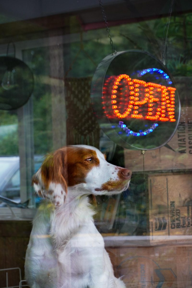 A friendly dog greets me as a walk into a small gift shop in Seward, Alaska.