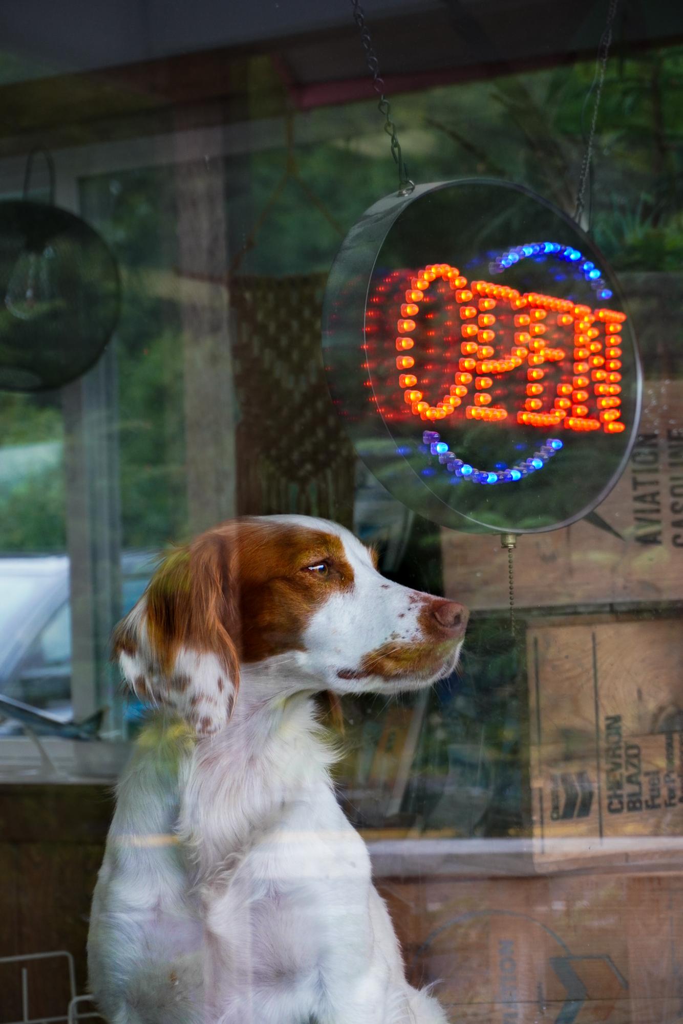 A friendly dog greets me as a walk into a small gift shop in Seward, Alaska.