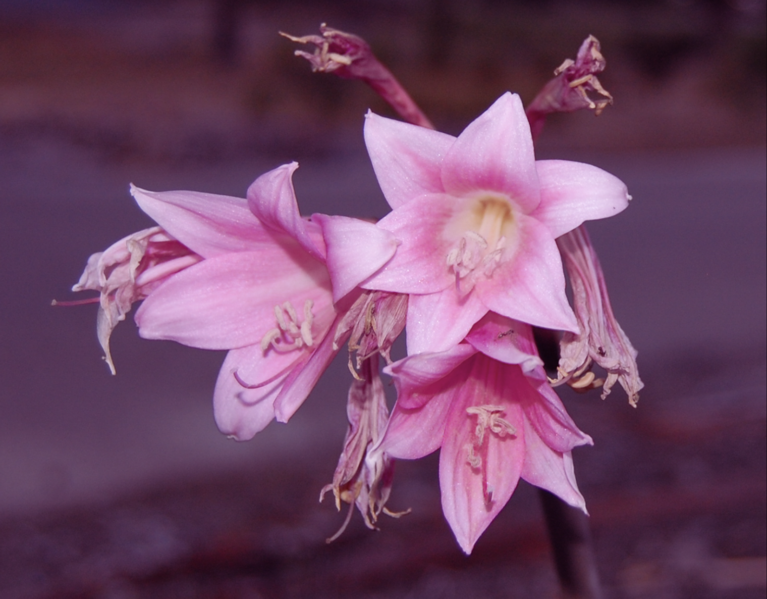 On the Senior Kairos retreat, in the gray of the morning, the Amaryllis belladonna flowers glow pink, attracting all that pass by.