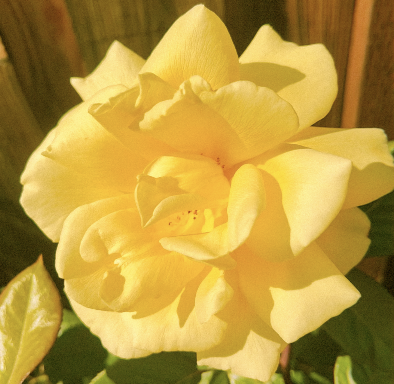 A yellow shrub rose glowing in the afternoon sun. I added a yellow tint to amplify the solar shadows and boost the color with the intent to liven but simultaneously calm the mood of the image.