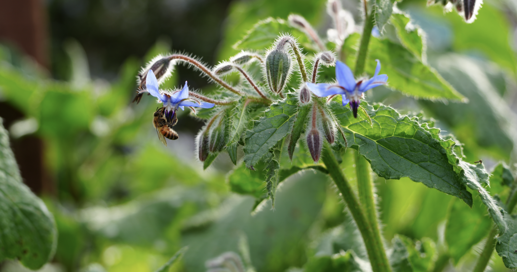 A fuzzy honeybee glows golden on vibrant blue petals against a garden of green.