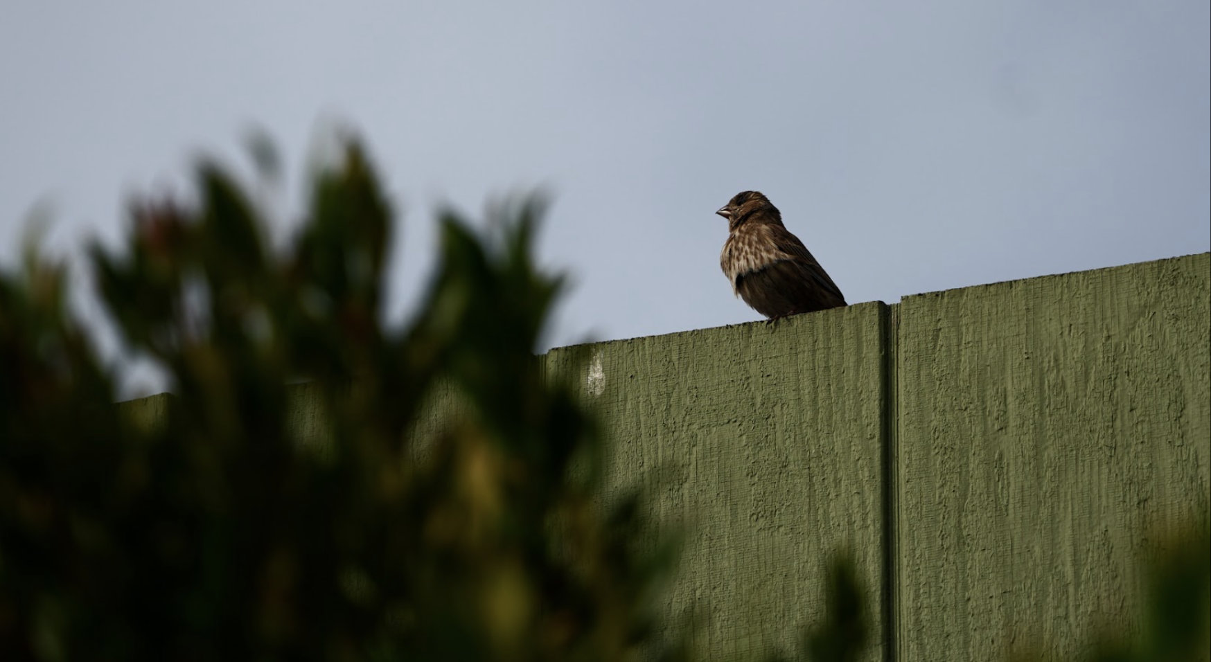 On a stale evening, a little brown sparrow stands perched on a tall green fence.