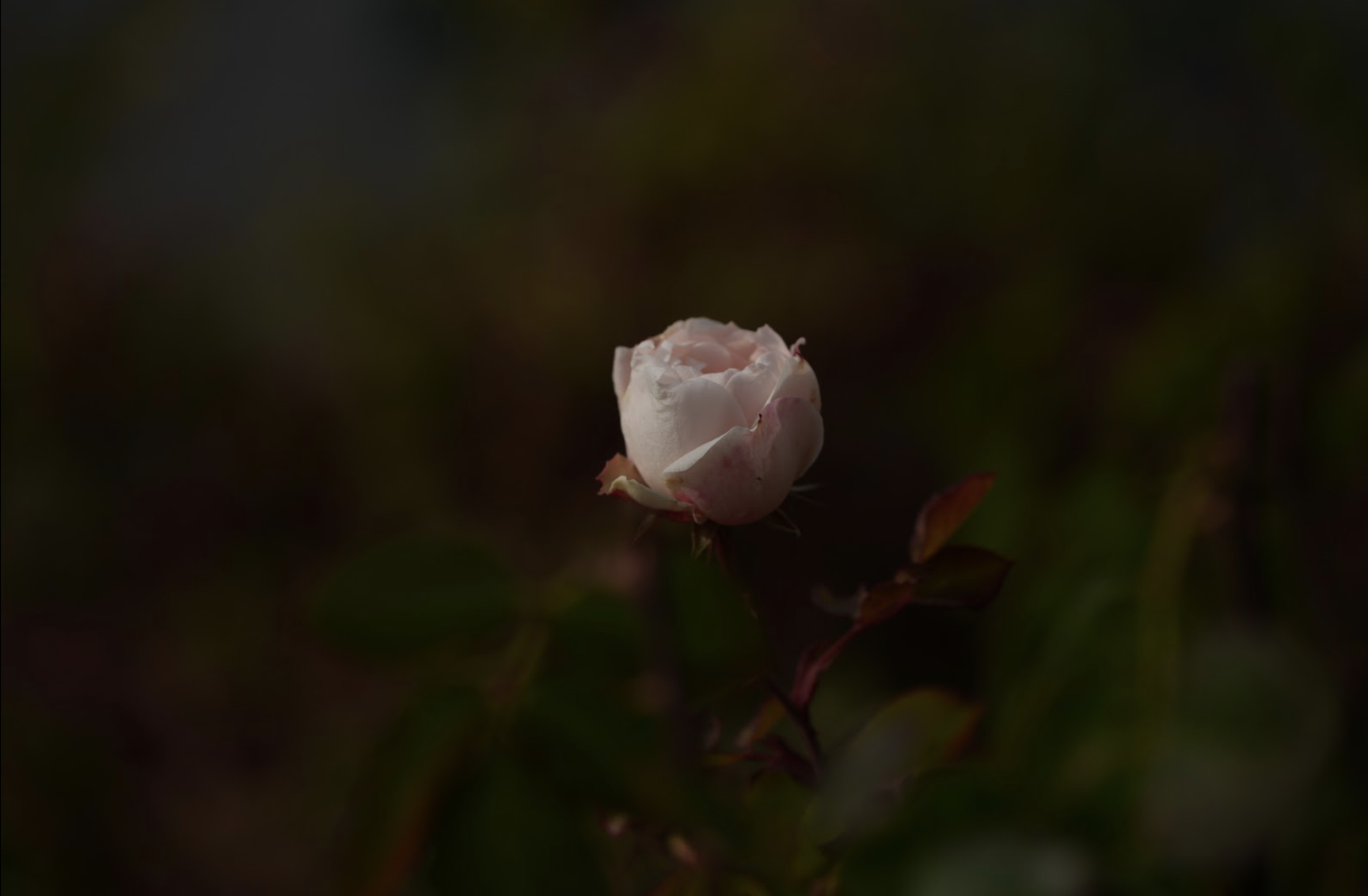One lone rose stands out, pale and pink against muddy greens and reds.