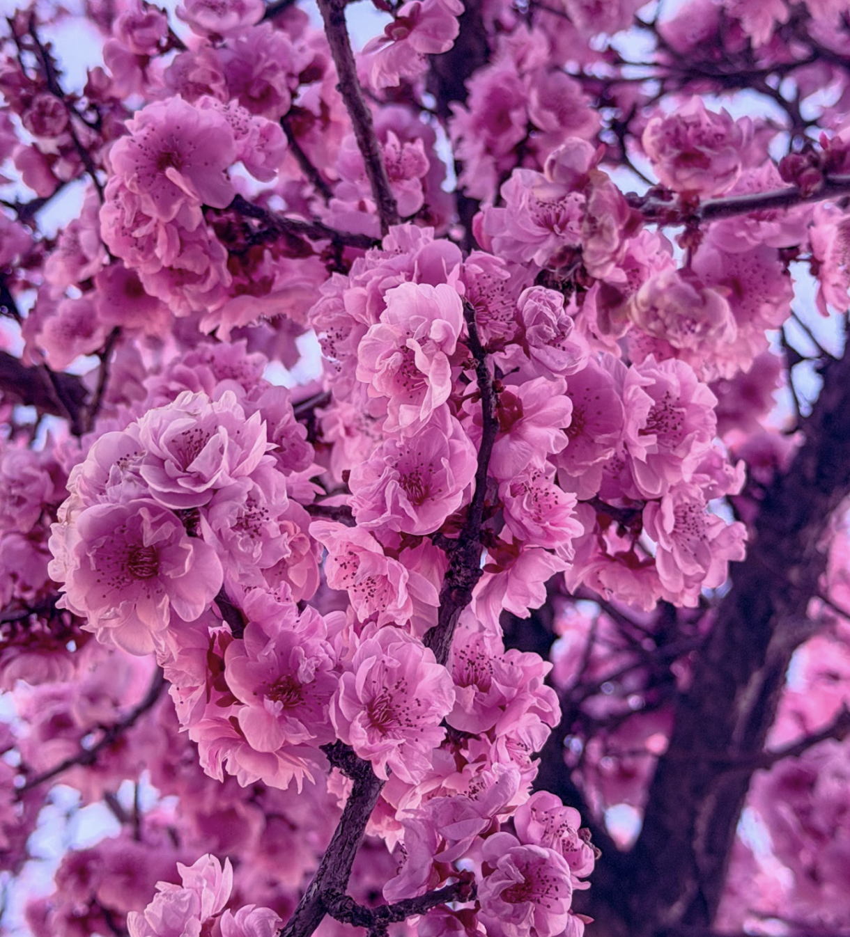 On our very own Mitty campus, cherry blossoms bloom by the Aymar Event Center, spreading a sweet aroma as the wind passes by.