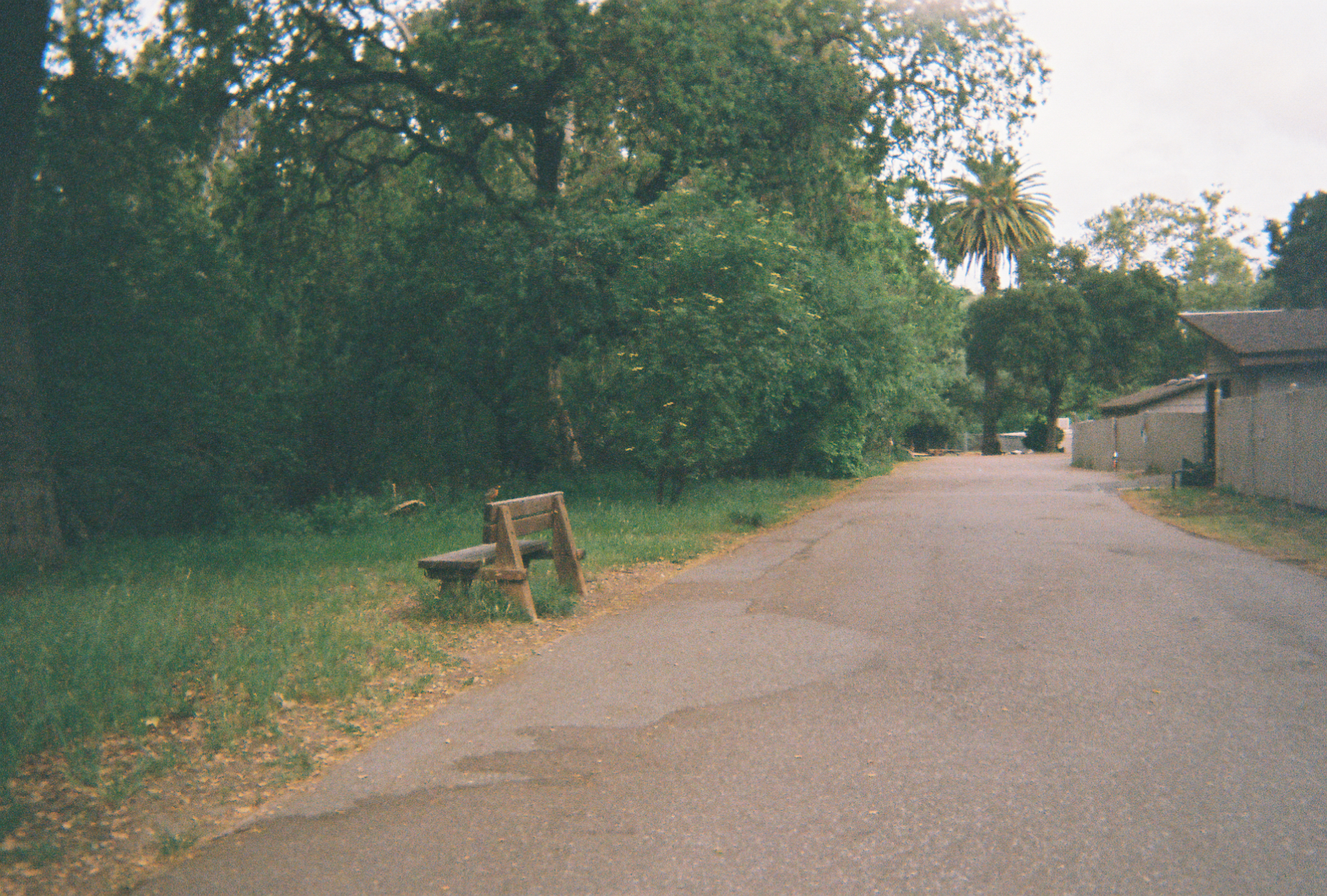 Peering into the lush green, a bench awaits its next guest.