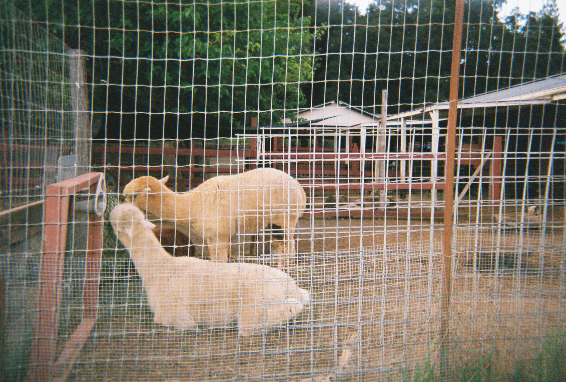 A couple of cumulonimbus clouds disguised as unassuming alpacas.