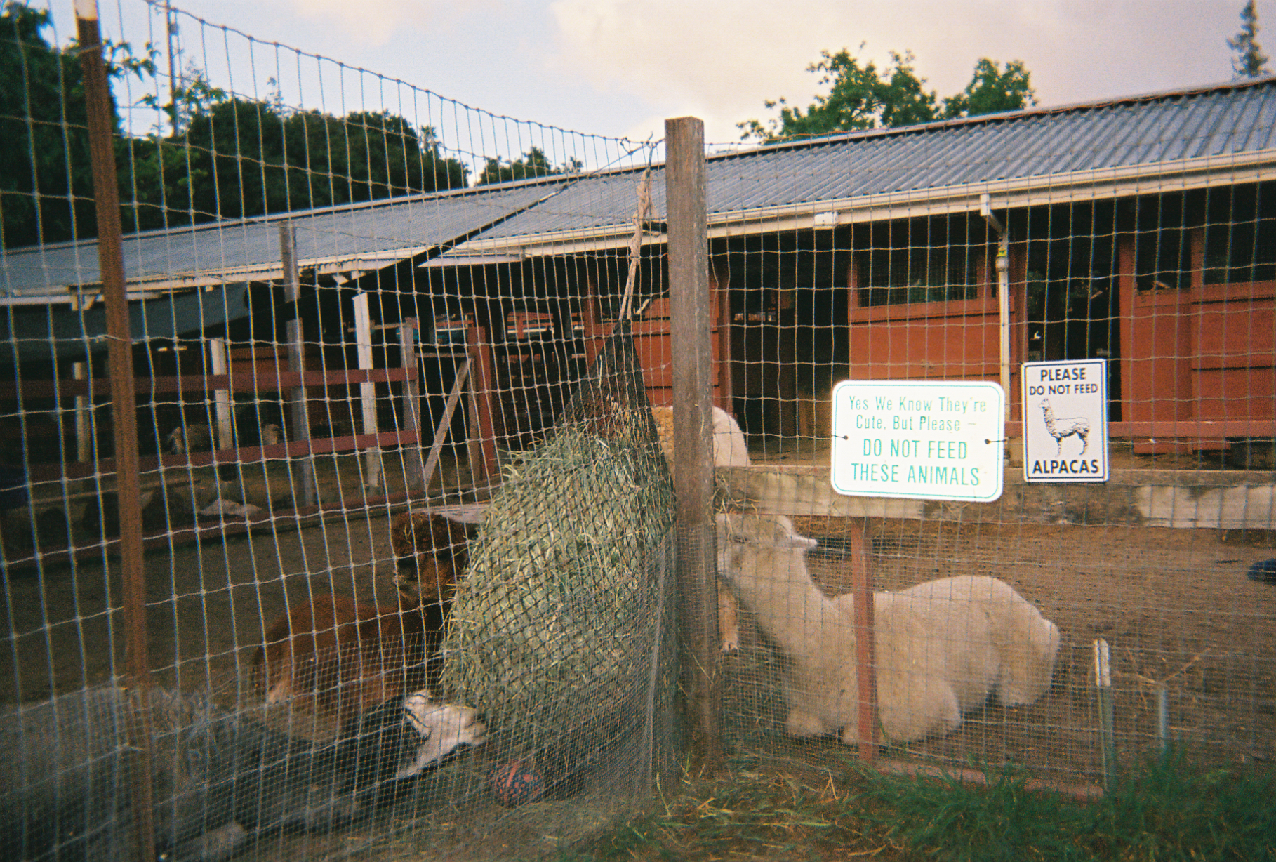 Animals lie quietly around the hay at a peaceful dusk.