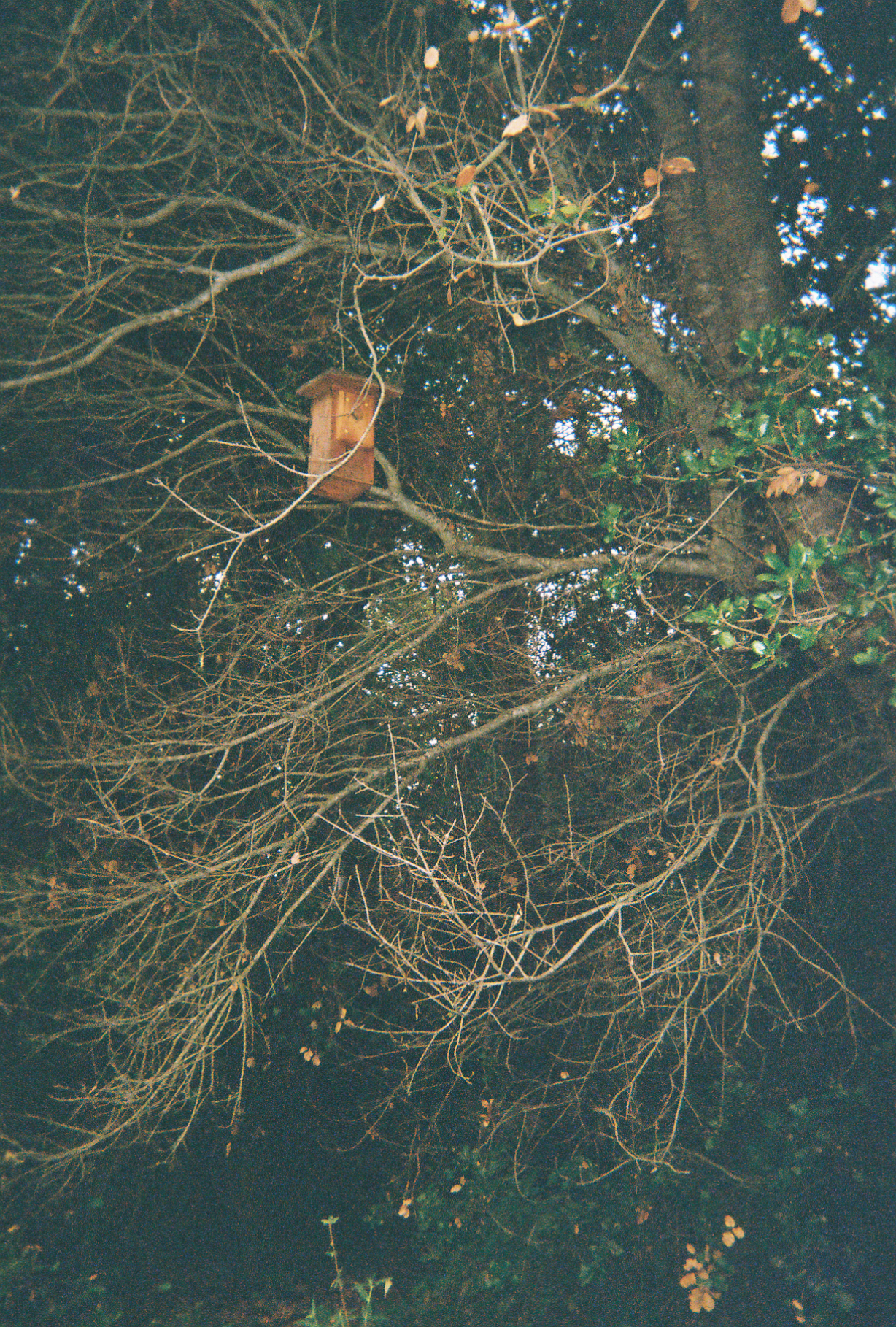 A man-made redwood perch for a finch sinks into an oaky web of arms.
