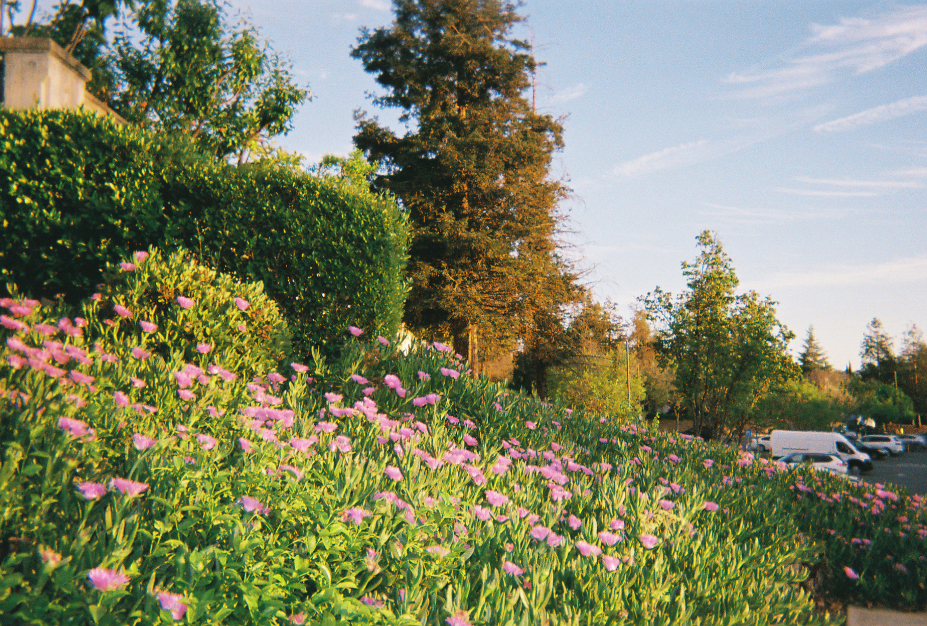 Flowers, trees, grass, and brush reach to kiss the late afternoon air.